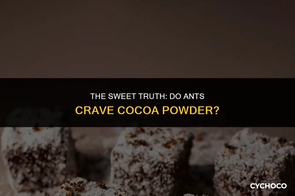 are ants attracted to cocoa powder