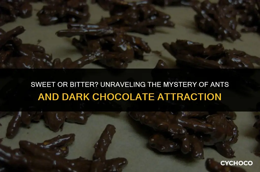 are ants attracted to dark chocolate