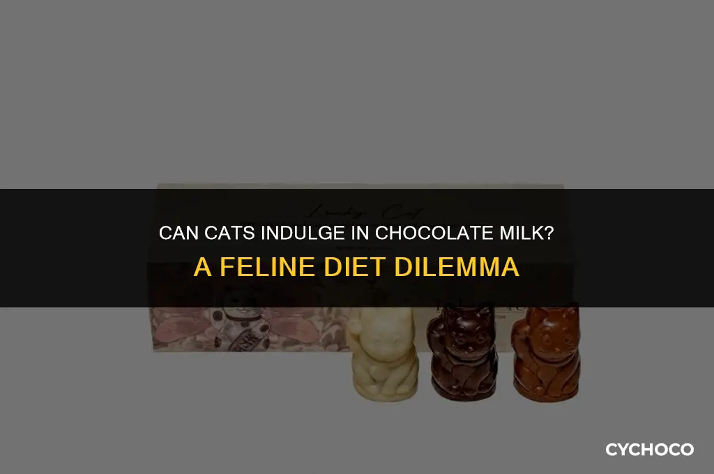 are cats allowed chocolate milk