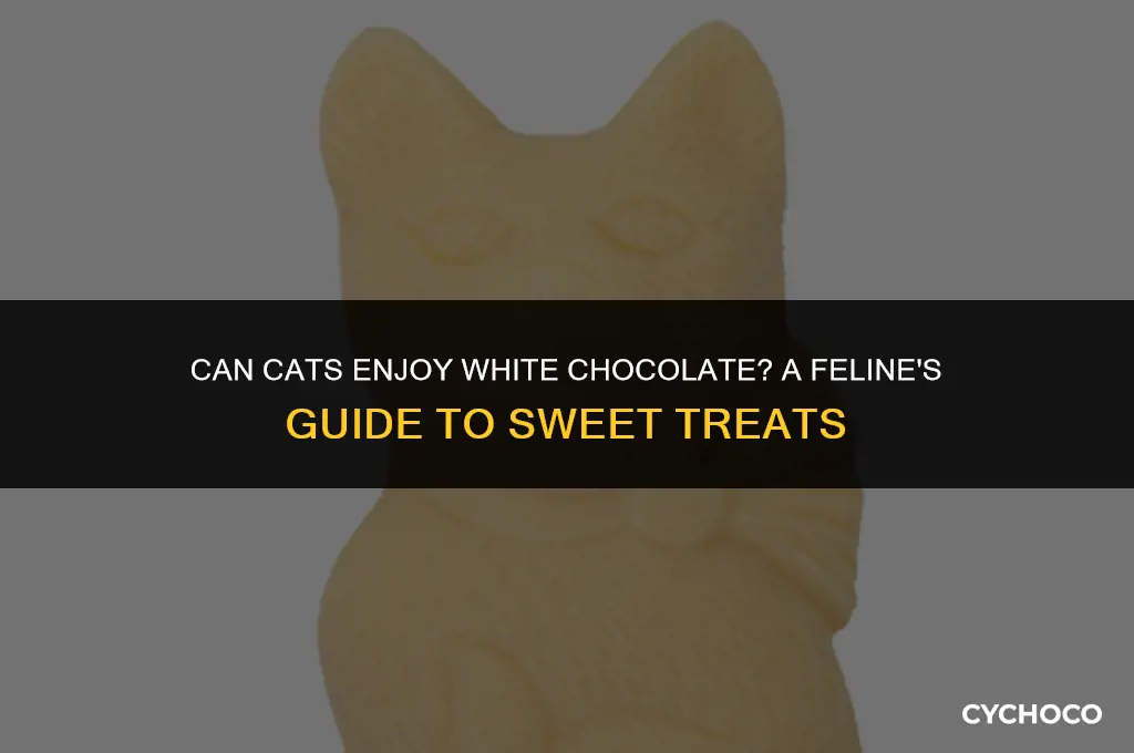 are cats allowed white chocolate