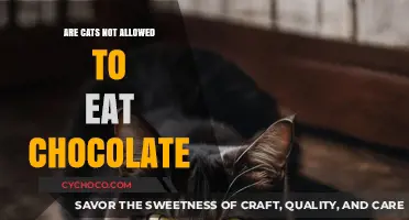 Why Chocolate is a Big No-No for Your Feline Friends