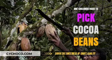 The Bitter Truth: Child Labor in Cocoa Bean Harvesting