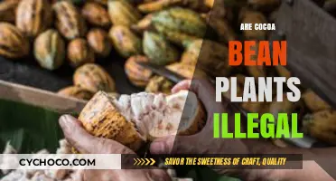 Exploring the Legality of Cocoa Bean Cultivation: Myths and Facts
