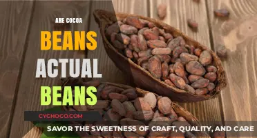 Unveiling the Truth: Cocoa Beans vs. Actual Beans