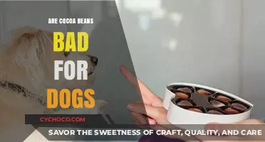 The Bitter Truth: Cocoa Beans and Canine Health