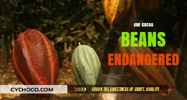 The Bitter Truth: Are Cocoa Beans Facing Extinction?