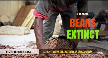The Bitter Truth: Are Cocoa Beans Facing Extinction?