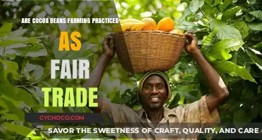 Exploring Fair Trade Practices in Cocoa Bean Farming