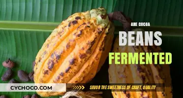 Unveiling the Fermentation Secrets of Cocoa Beans