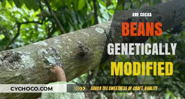 Exploring the Genetics of Cocoa Beans: Are They Modified?