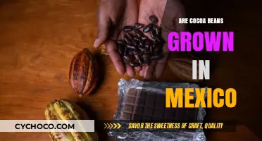 Exploring Mexico's Role in Global Cocoa Bean Production