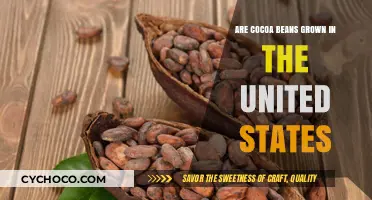 Exploring Cocoa Cultivation: Are Cocoa Beans Grown in the United States?