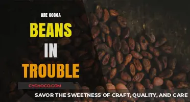 The Future of Cocoa: Unraveling the Complexities of a Troubled Bean