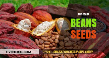 Unveiling the Truth: Are Cocoa Beans Really Seeds?