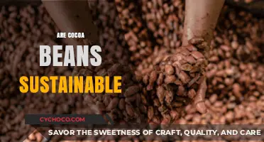 Exploring the Sustainability of Cocoa Beans: A Comprehensive Guide