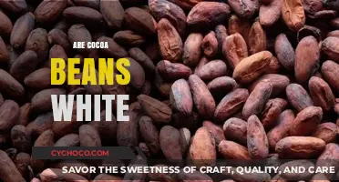 Unveiling the Truth: Are Cocoa Beans Really White?