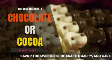 Can Dogs Enjoy Chocolate? Unraveling the Myths and Facts