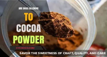 Can Dogs Eat Cocoa Powder? Understanding Canine Chocolate Allergies