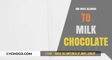 Can Dogs Enjoy Milk Chocolate? Unraveling the Allergy Myths
