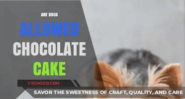 Can Dogs Indulge in Chocolate Cake? A Pet Owner's Guide