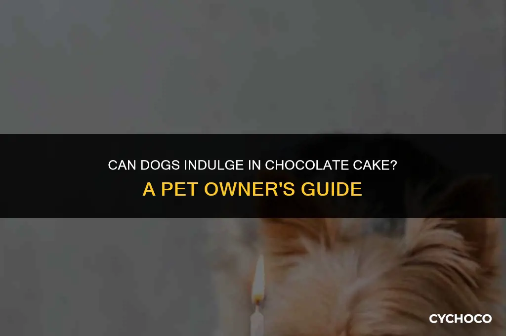 are dogs allowed chocolate cake
