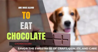 Can Dogs Eat Chocolate? A Guide to Keeping Your Pet Safe