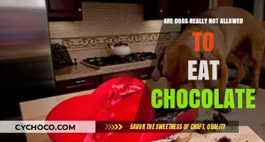 The Truth About Chocolate and Dogs: A Myth Busted