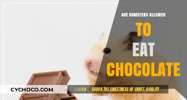 Sweet Treats for Tiny Teeth: Can Hamsters Enjoy Chocolate?