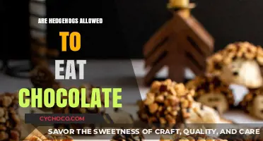 Sweet Treats for Spiky Friends: Hedgehogs and Chocolate