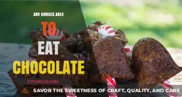 Sweet Treats for Equines: The Truth About Horses and Chocolate