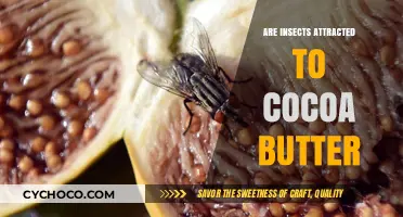 Do Insects Love Cocoa Butter? Uncovering the Sweet Attraction Mystery