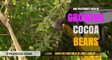 Unveiling the Truth: Pesticides in Cocoa Cultivation