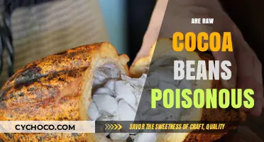 Unveiling the Truth: Are Raw Cocoa Beans Poisonous?