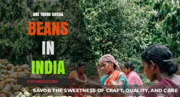 Exploring India's Cocoa Cultivation: A Journey Through Its Bean Varieties