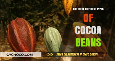 Exploring the Rich Diversity of Cocoa Beans: A Chocolate Lover's Guide
