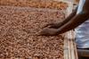 bean cocoa