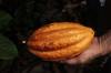 bean cocoa