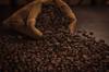 bean cocoa