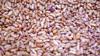 bean cocoa
