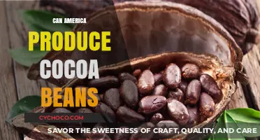 Exploring the Potential: Can America Successfully Cultivate Cocoa Beans?