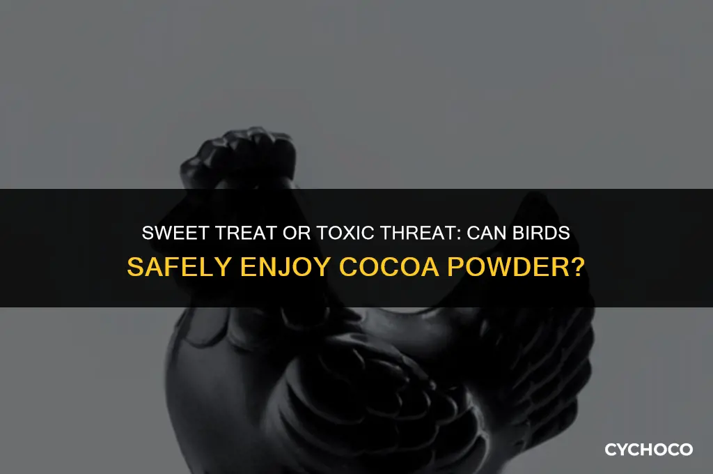 can birds eat cocoa powder