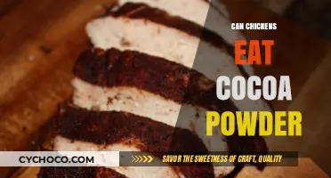 Sweet Treat or Toxic Threat: Can Chickens Safely Enjoy Cocoa Powder?