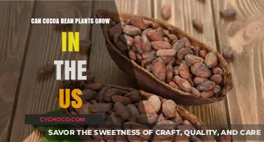 Exploring the Viability of Cocoa Cultivation in the United States