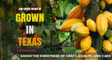 Texas Cocoa Cultivation: Exploring the Possibilities of Growing Cocoa Beans in the Lone Star State