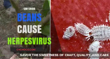 Exploring the Myth: Cocoa Beans and Herpesvirus Connection