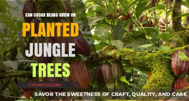 Exploring the Myth: Can Cocoa Beans Thrive on Jungle Trees?