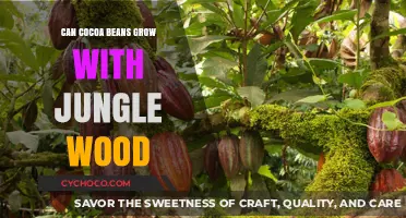 Exploring the Symbiosis: Cocoa Beans and Jungle Wood Growth