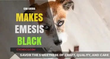 Exploring the Effects of Cocoa on Nausea and Vomiting