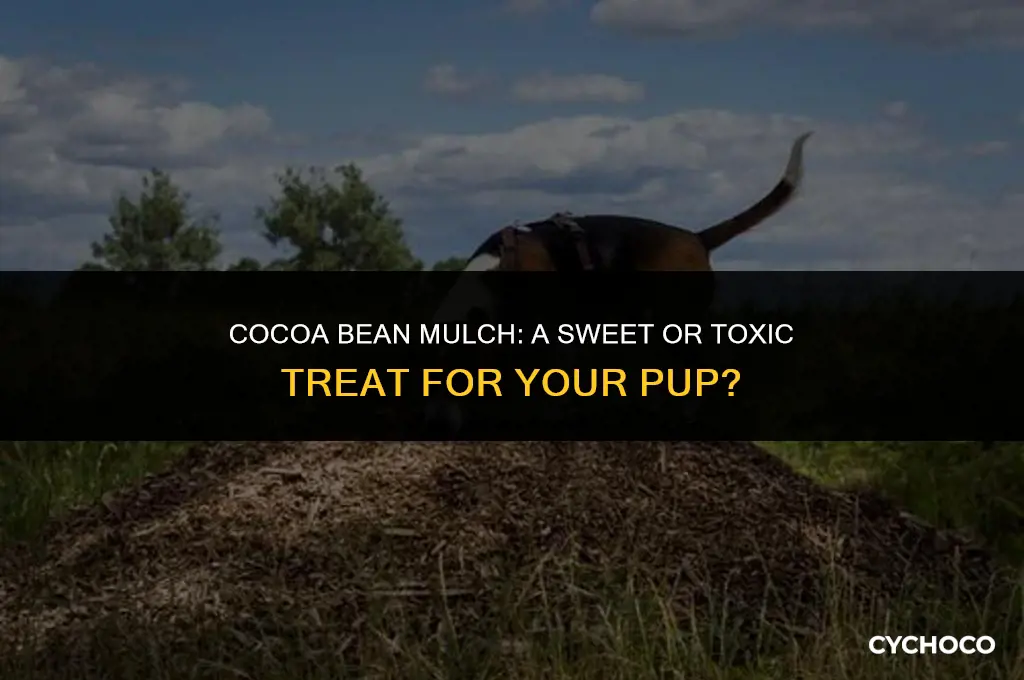 can dogs eat cocoa bean mulch