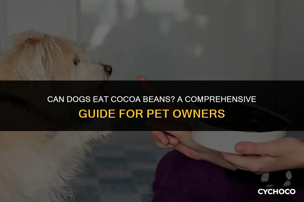 can dogs eat cocoa beans